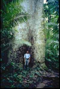 Rainforest rainforest, rain forest, rainforests, rain forest, informaion on the rainforest, rainforest pictures, rain forest photos, rainforest photographs, medicinal plants of the rainforest, rain forest, rainforests, rain forest, rainforest, rain forests