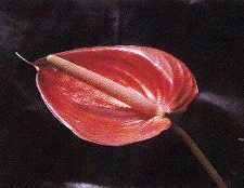 Zango Tempo (Anthurium crassinervium) Pictures