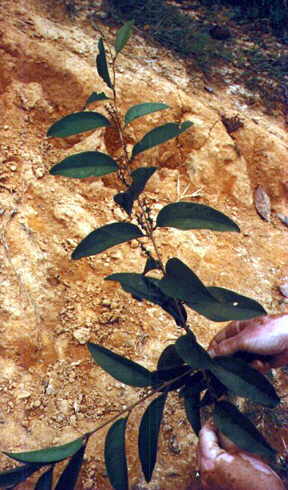 Cissampelos pareira