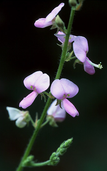 Desmodium adscendens