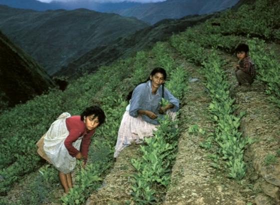 havesting coca in the coca fields