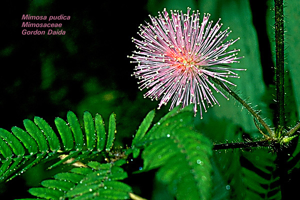 Mimosa_pudica_p1jpg.jpg